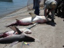 Mirbat fishing village.jpg